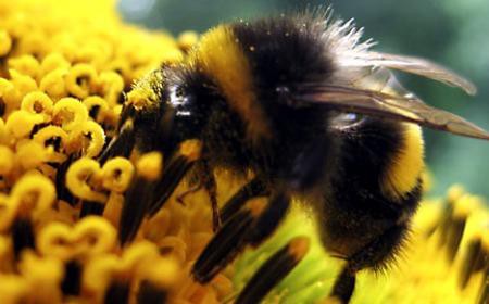 Los celulares están matando a las abejas